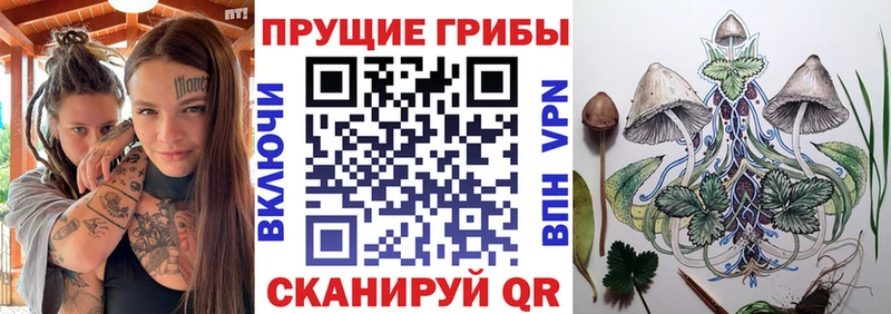 дарнет шоп  Новоалтайск  Псилоцибиновые грибы GOLDEN TEACHER 